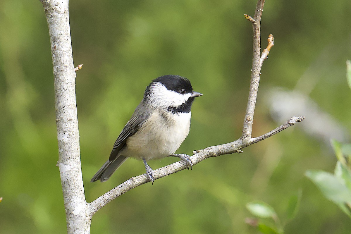 Каролинская гаичка - ML644558791