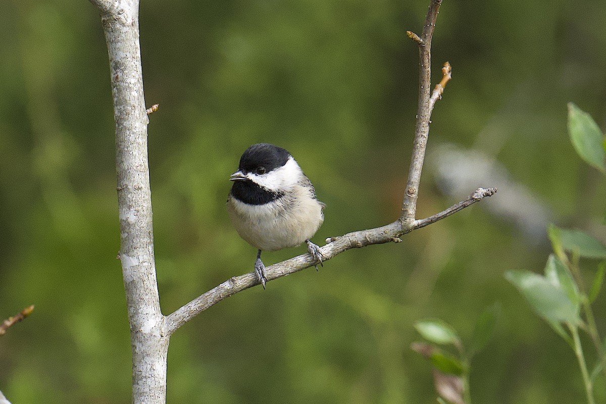 Каролинская гаичка - ML644558792