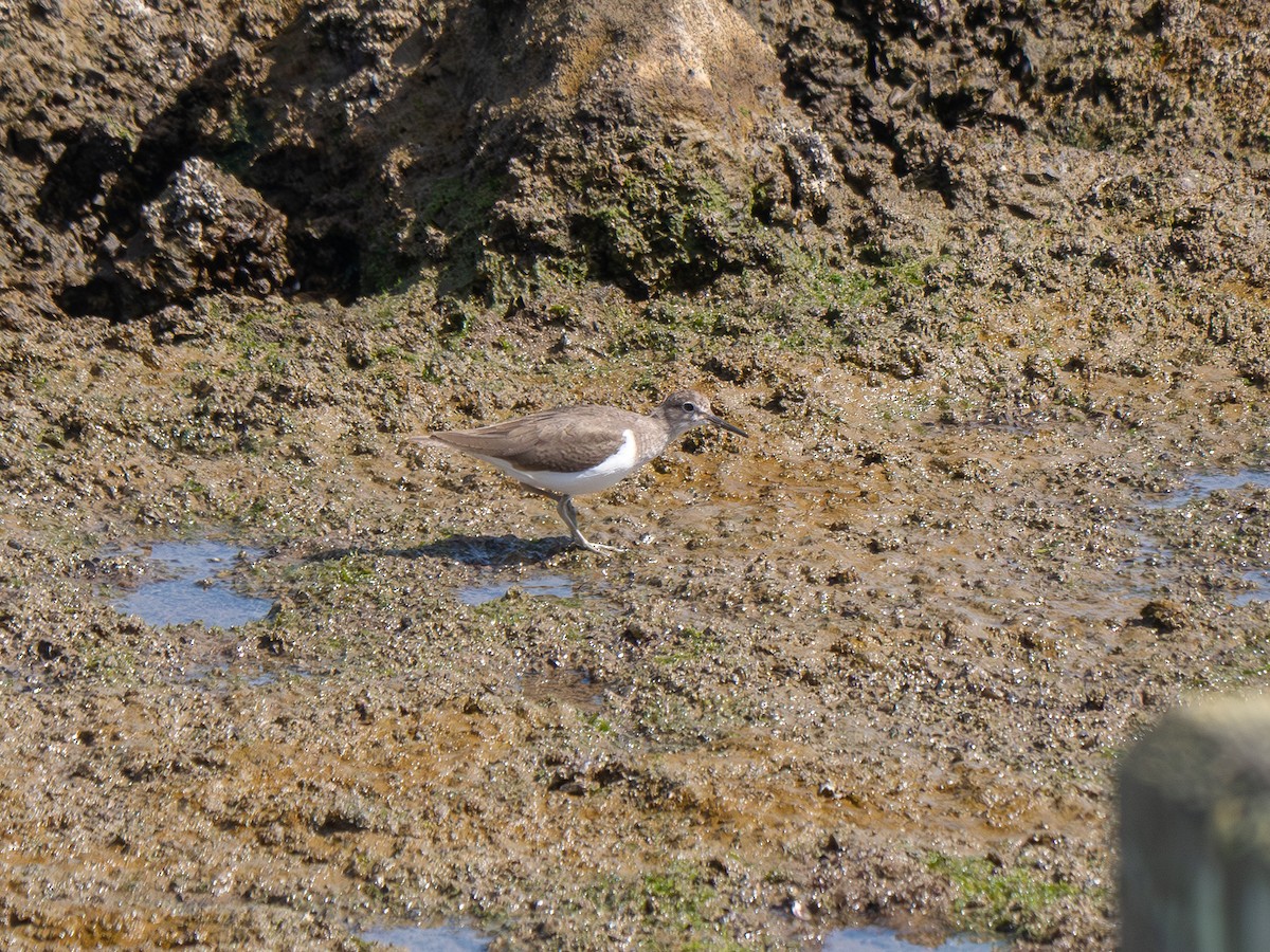 pisík obecný - ML644558794