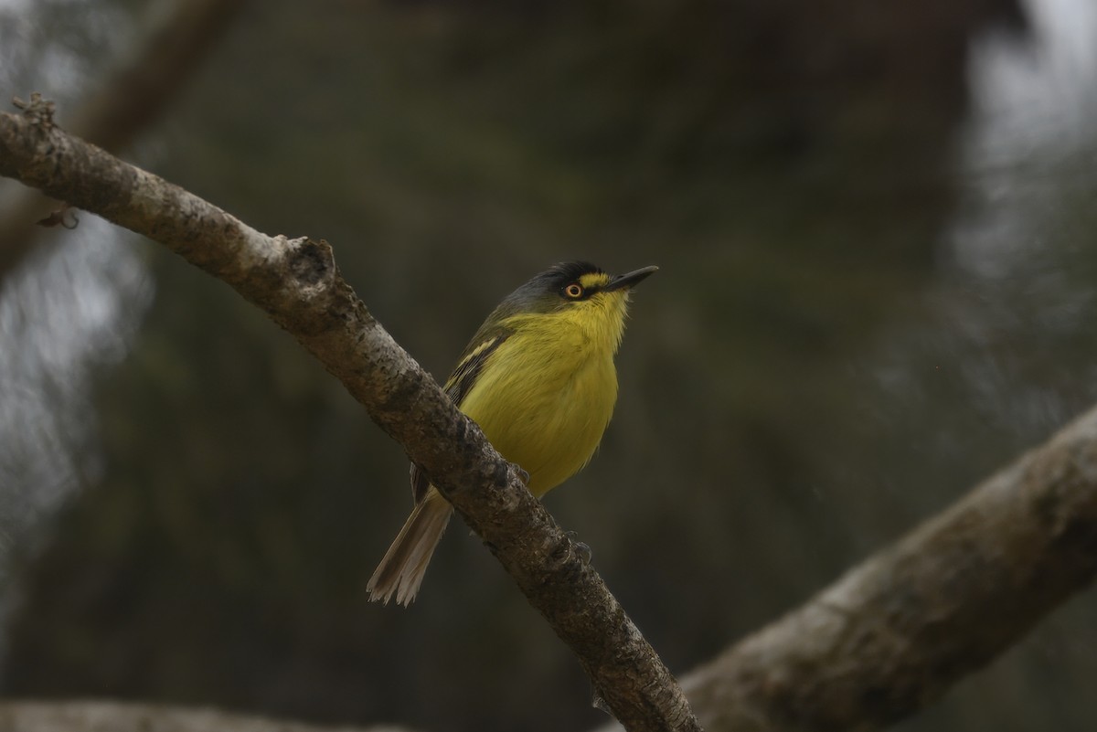 Gray-headed Tody-Flycatcher - ML644558795