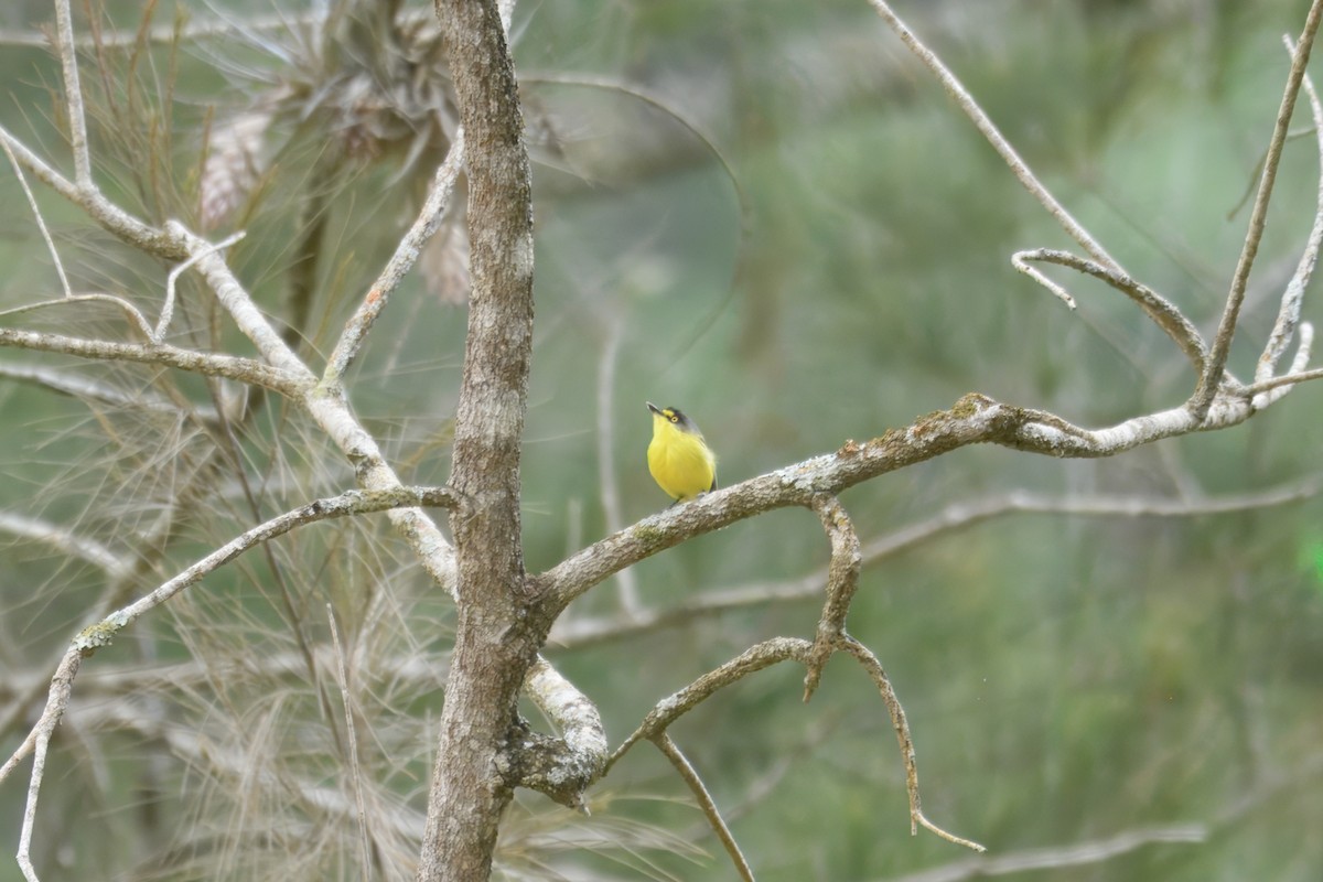 Gray-headed Tody-Flycatcher - ML644558796
