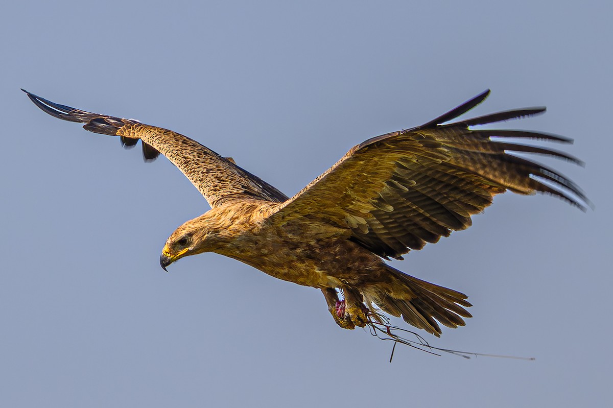 Tawny Eagle - ML644558798