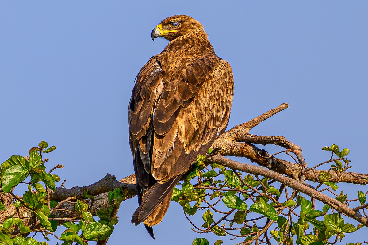 Tawny Eagle - ML644558800