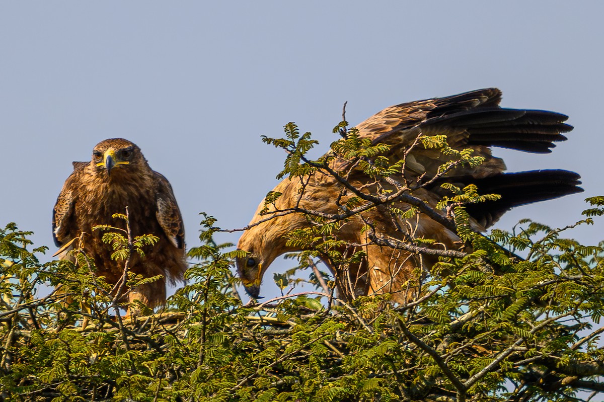 Tawny Eagle - ML644558801
