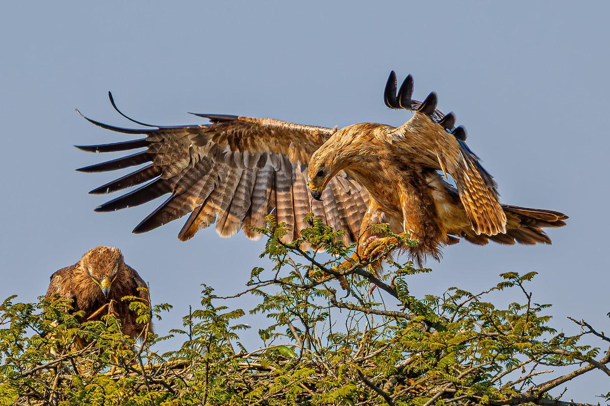 Tawny Eagle - ML644558802
