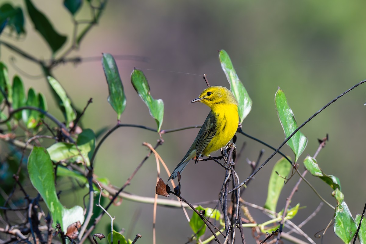 Prairie Warbler - ML644558809