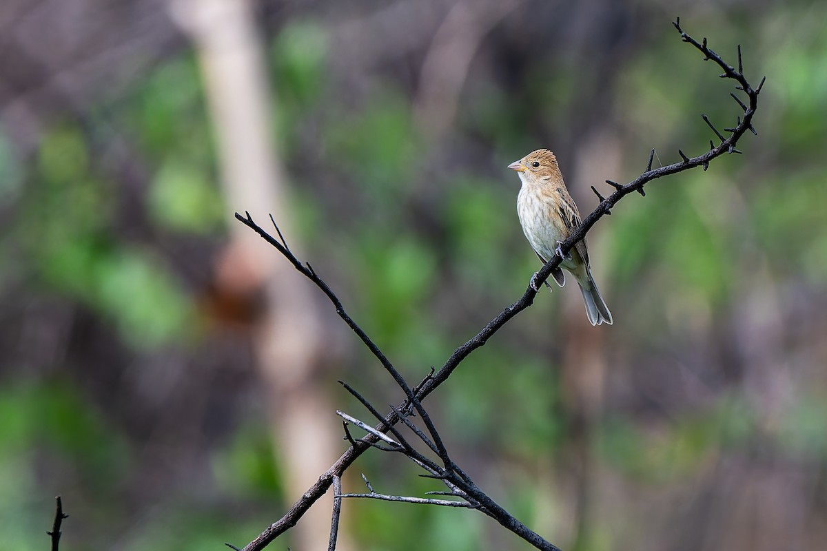 Indigo Bunting - ML644558816