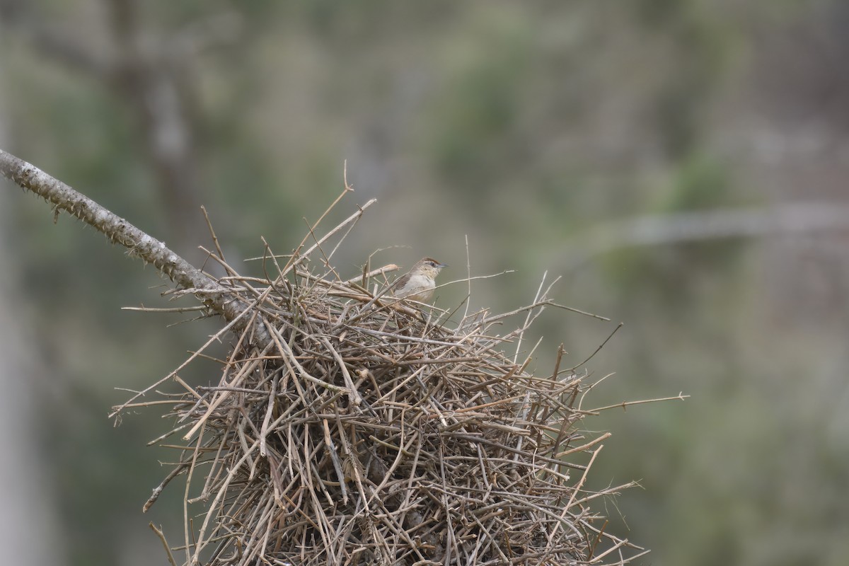 rustpannetornfugl (rufifrons gr.) - ML644558817