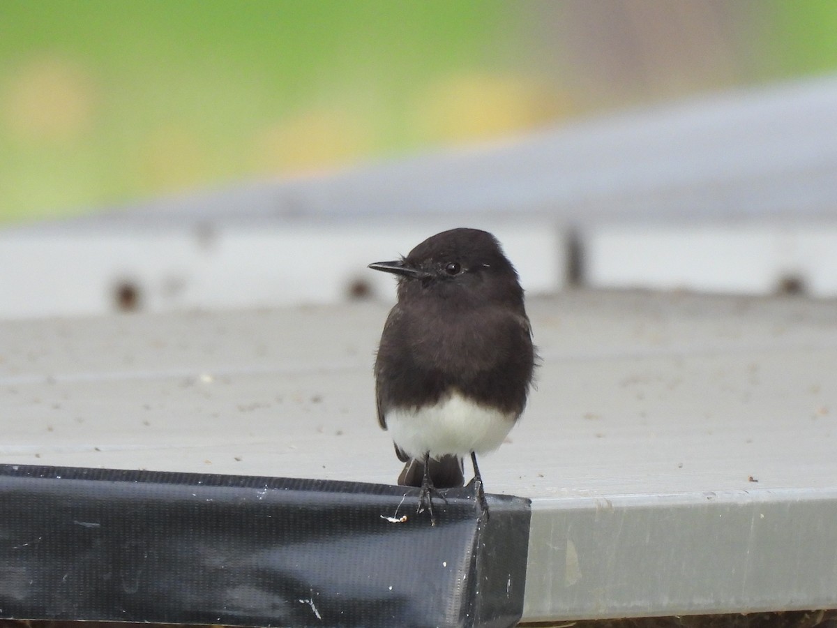 svartfibi - ML644558829