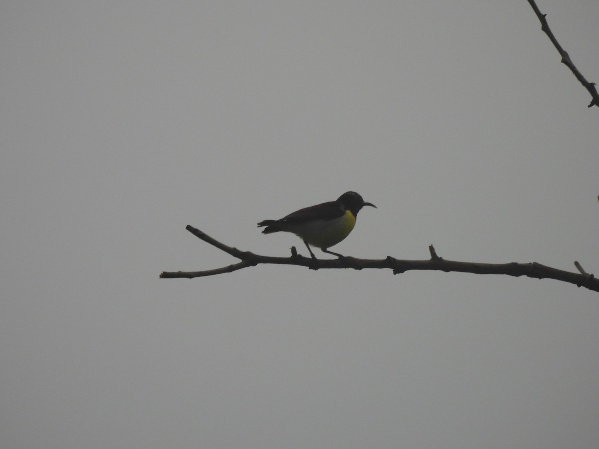 Purple-rumped Sunbird - ML644558833