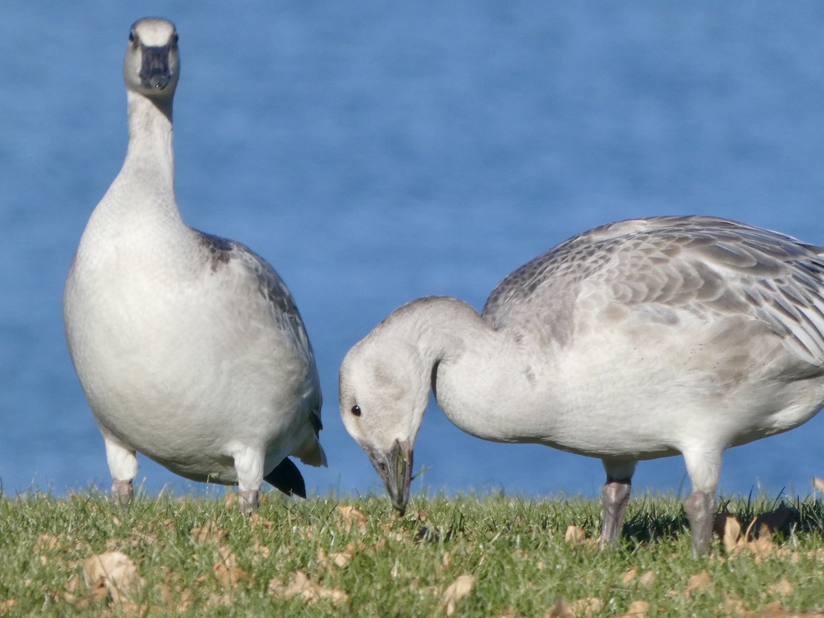 Snow Goose - ML644558835