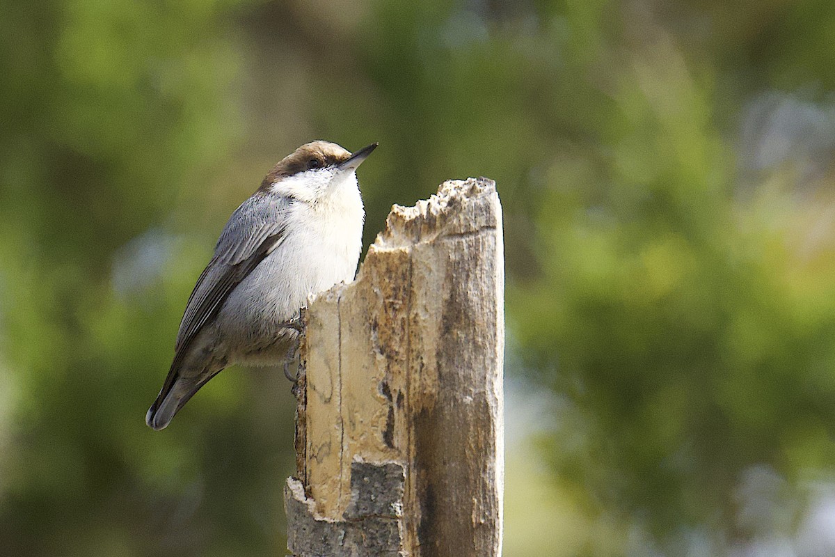 Brown-headed Nuthatch - ML644558838