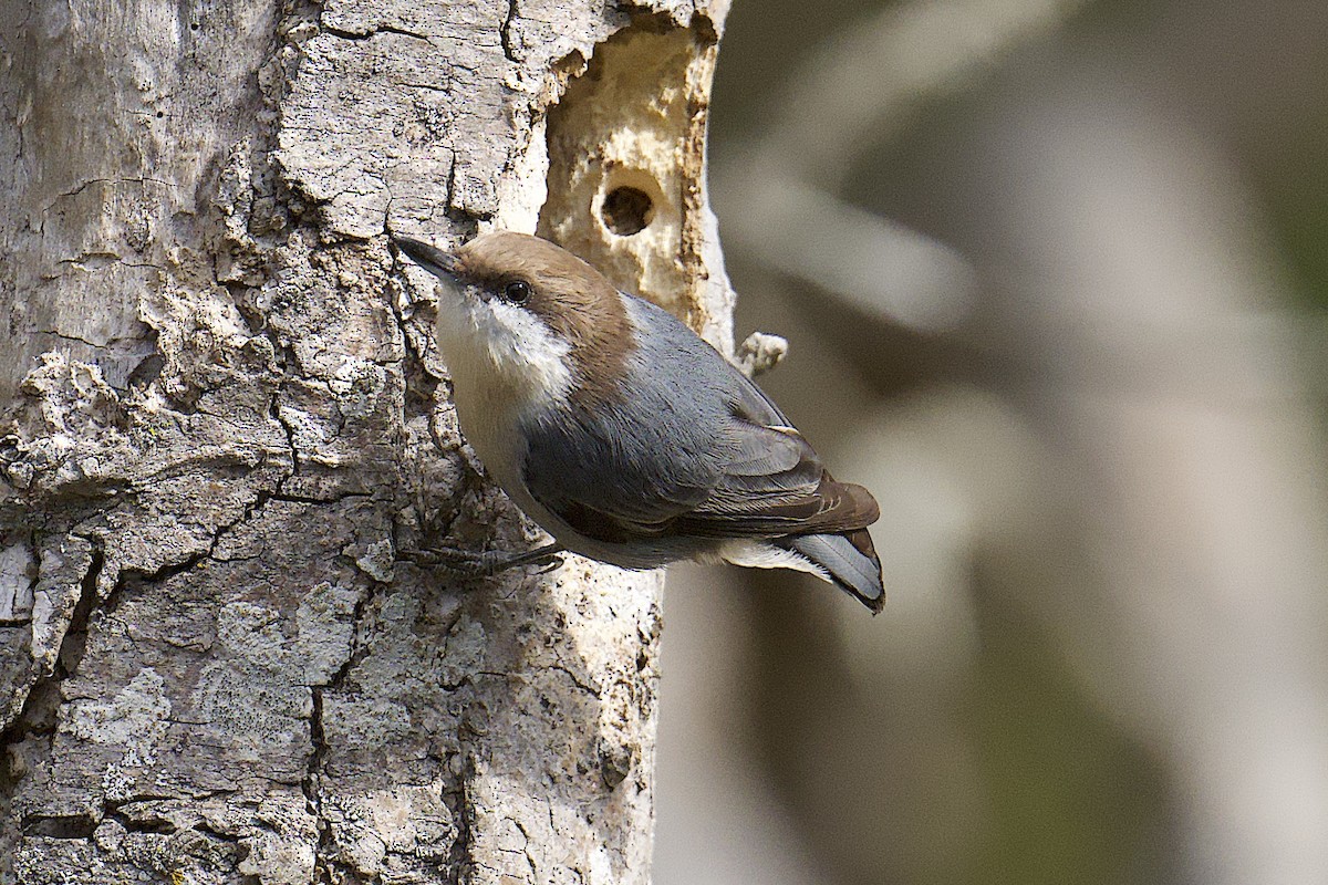 Brown-headed Nuthatch - ML644558839