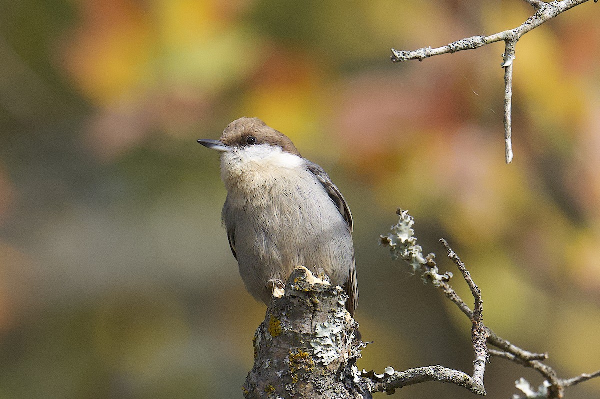 Brown-headed Nuthatch - ML644558840