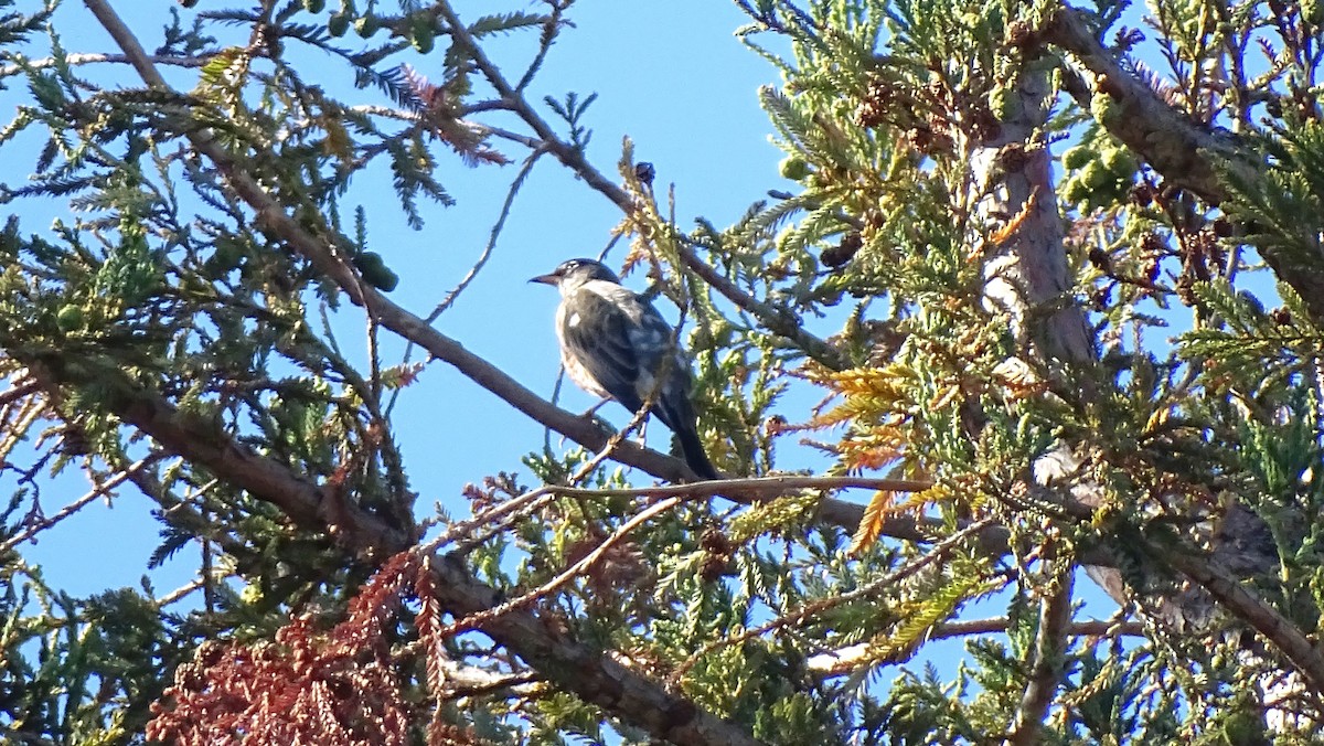 קיכלי נודד - ML644558841