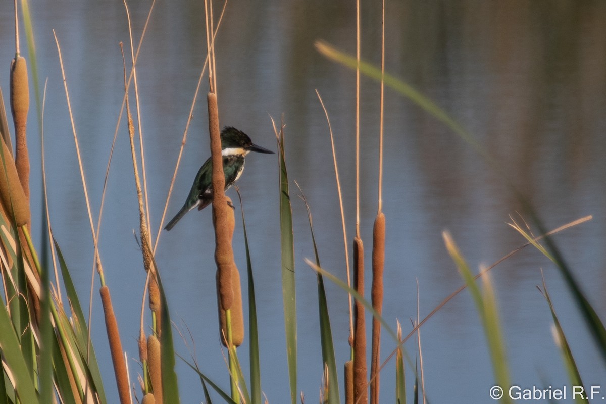 ミドリヤマセミ - ML644558848