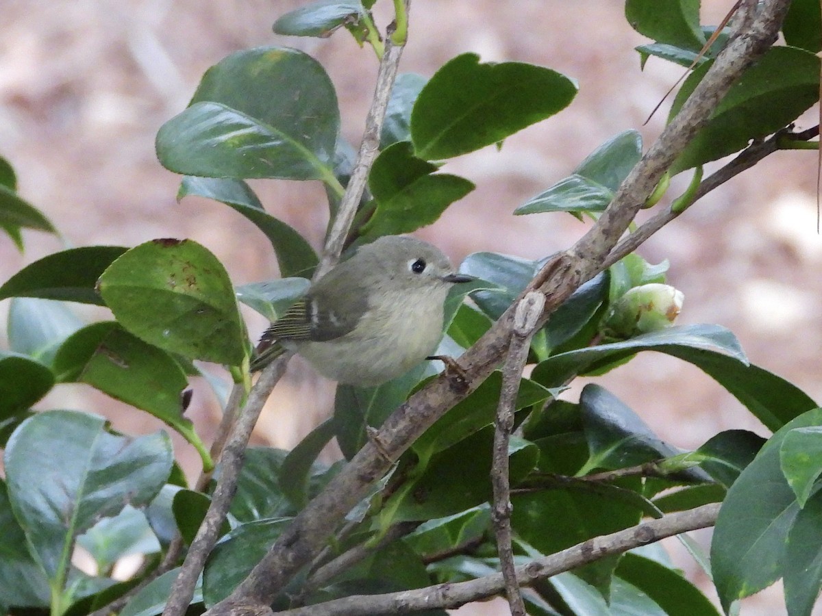 Золотомушка рубіновочуба - ML644558849