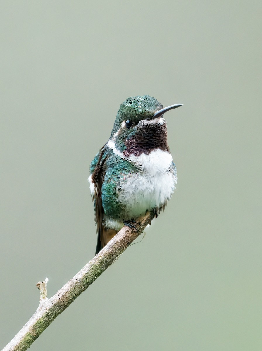 Ak Göbekli Ormanyıldızı - ML644558866