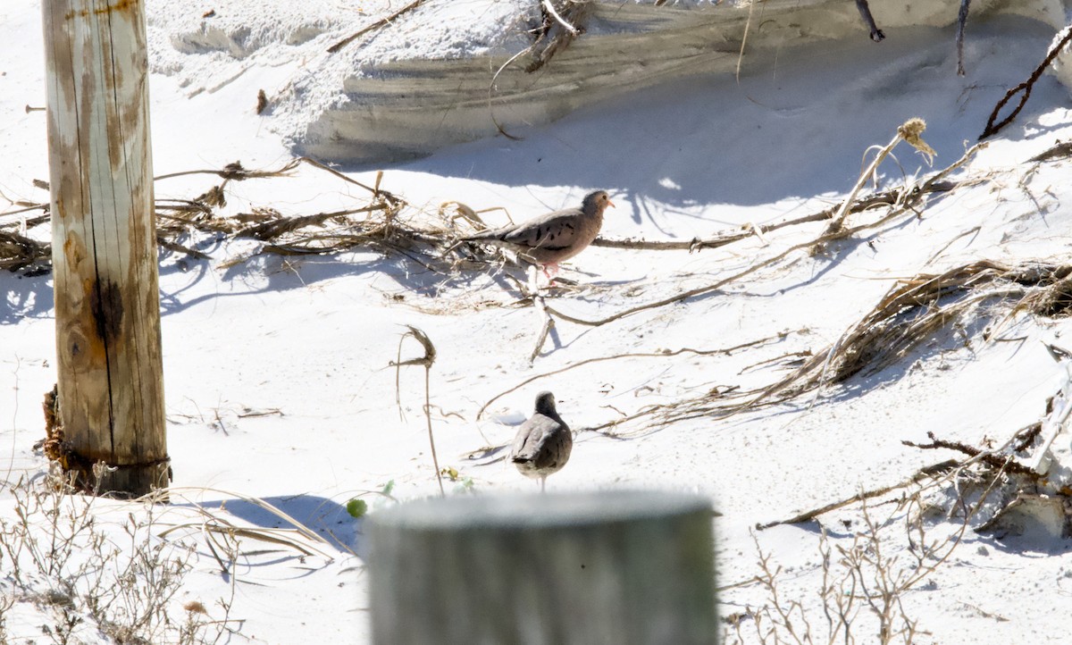 spurvedue - ML644558875