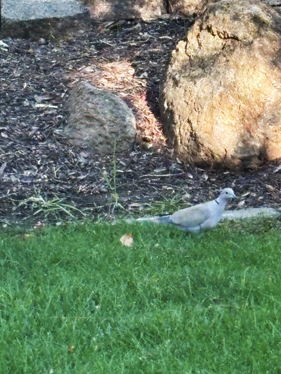 Eurasian Collared-Dove - ML644558878