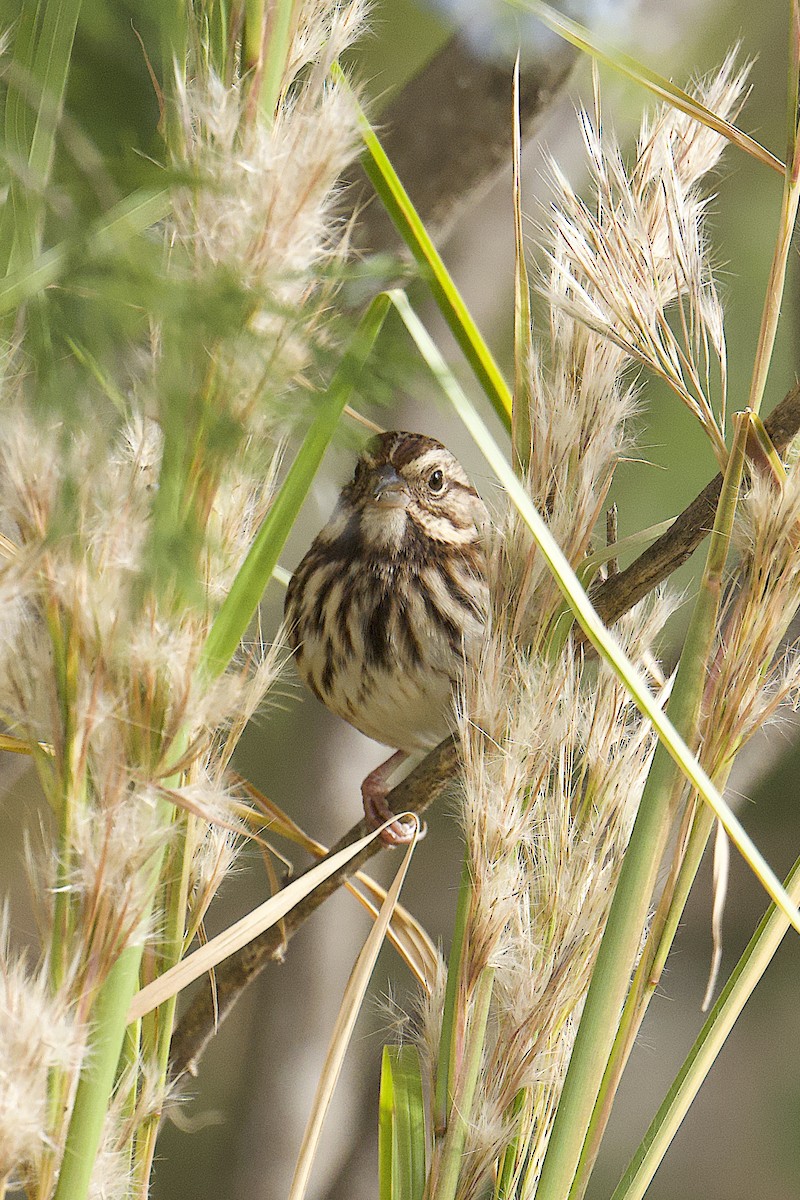 Певчая овсянка - ML644558888