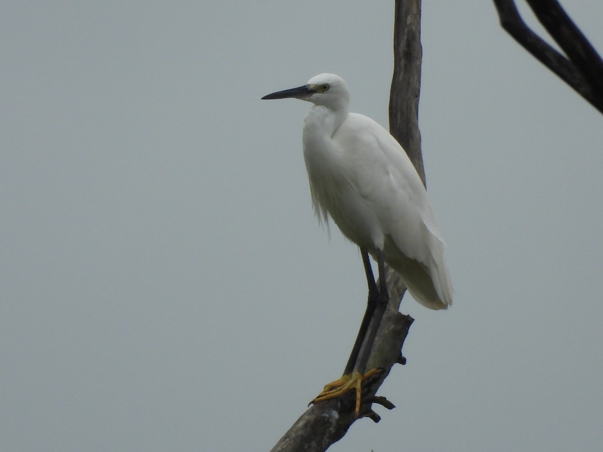 Little Egret - ML644558889