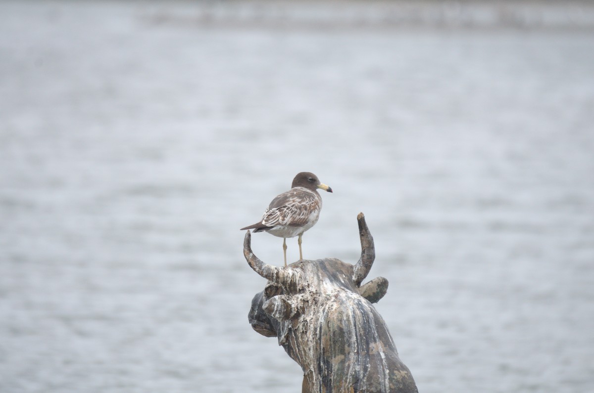 Belcher's Gull - ML644558894