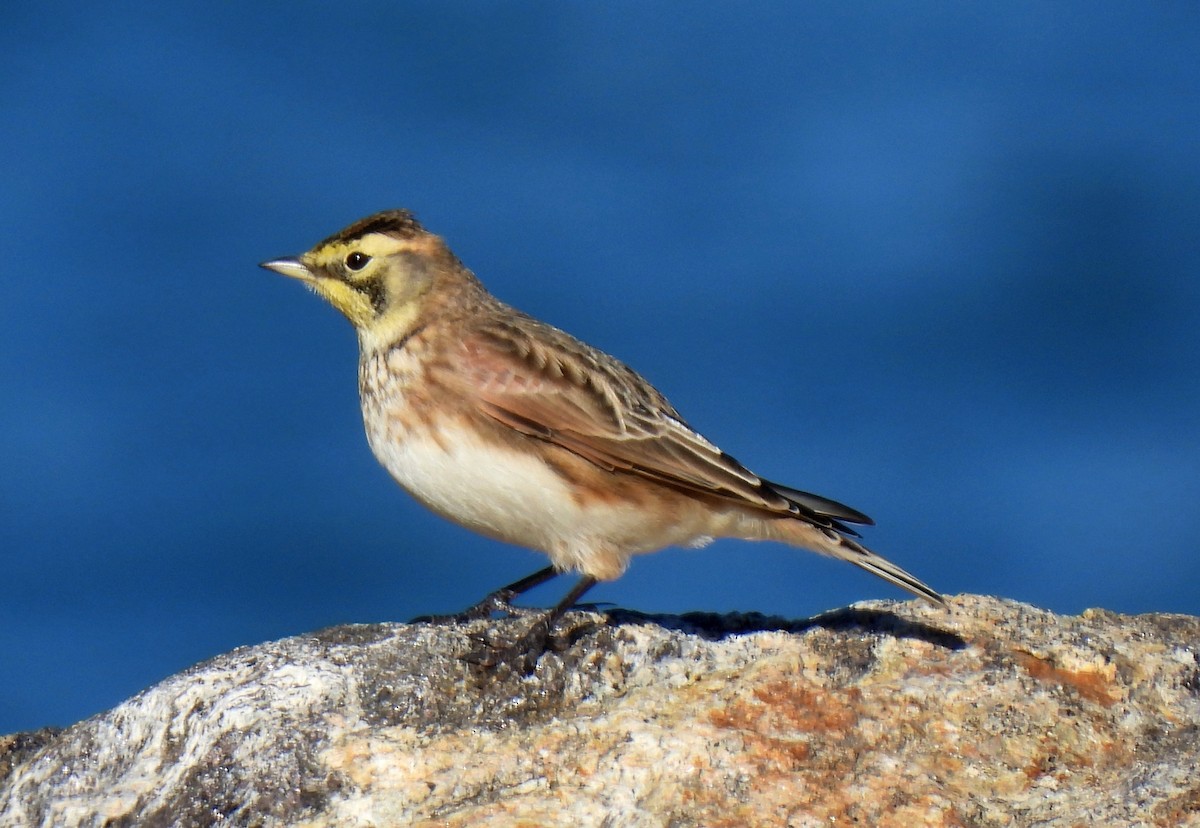 Жайворонок рогатий - ML644558897