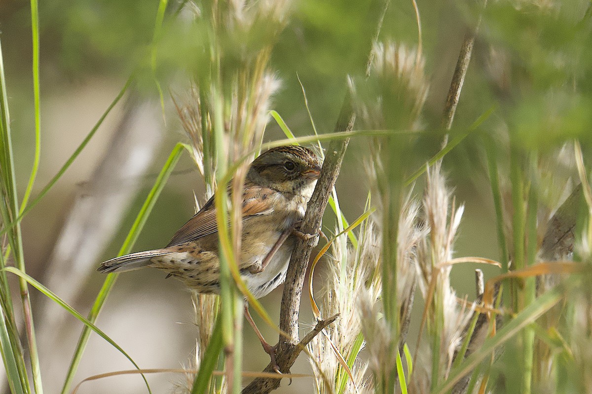 Болотная зонотрихия - ML644558902