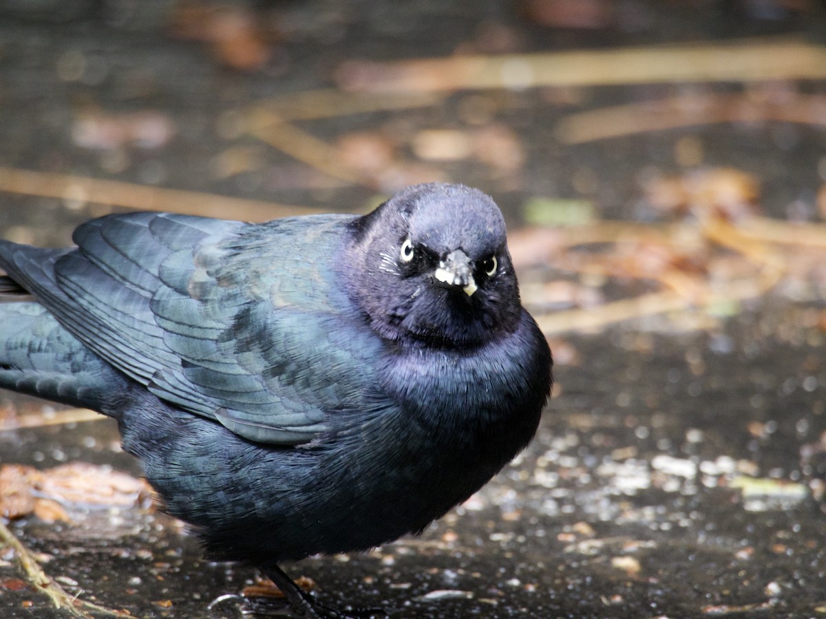 Brewer Karatavuğu - ML644558904