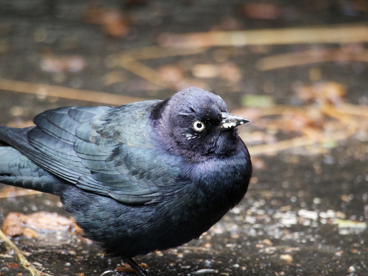 Brewer Karatavuğu - ML644558907