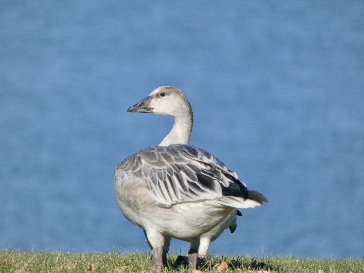 Snow Goose - ML644558908