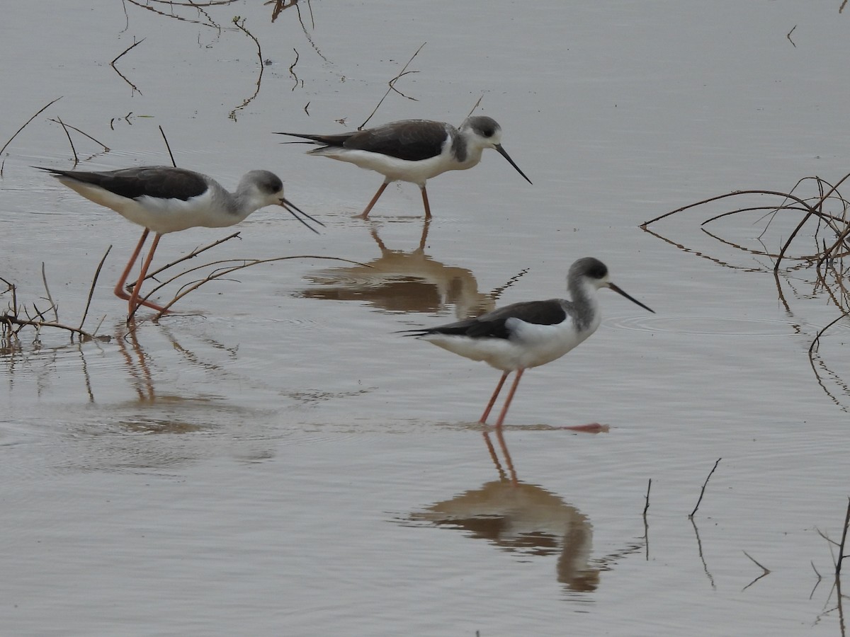 高蹺鴴 - ML644558909