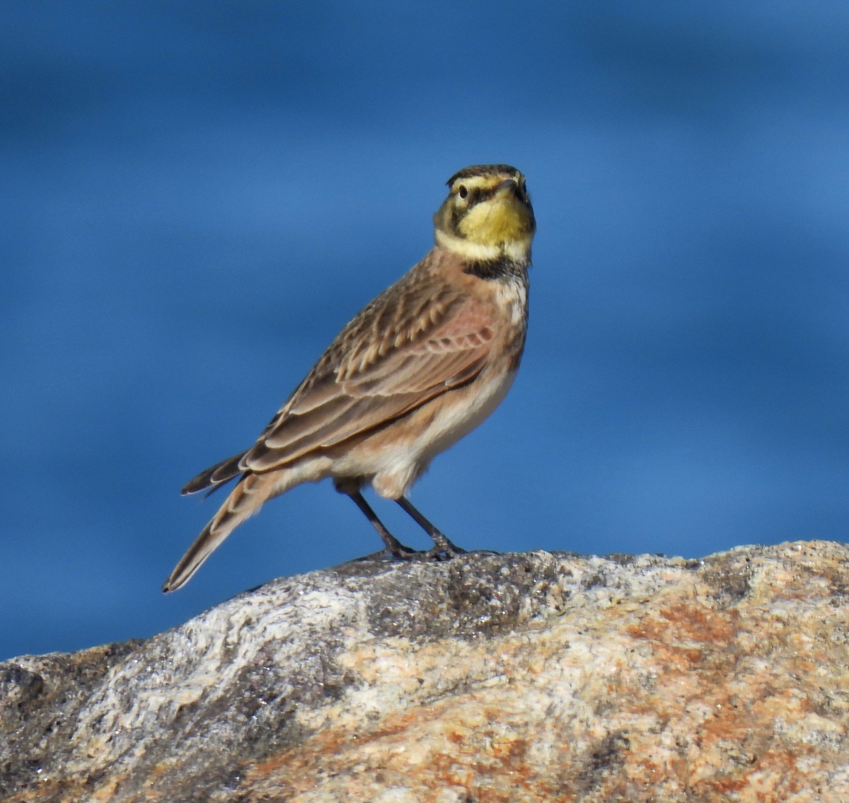 Жайворонок рогатий - ML644558910