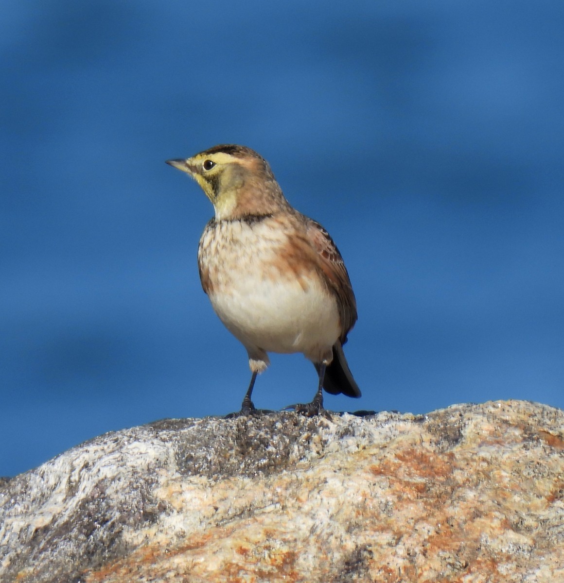 Жайворонок рогатий - ML644558912