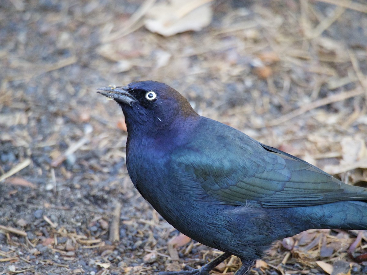 Brewer Karatavuğu - ML644558913