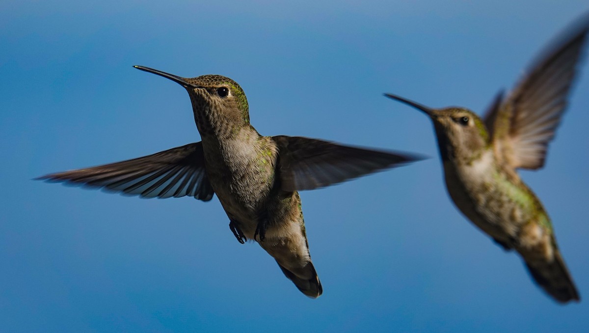 Anna's Hummingbird - ML644558915