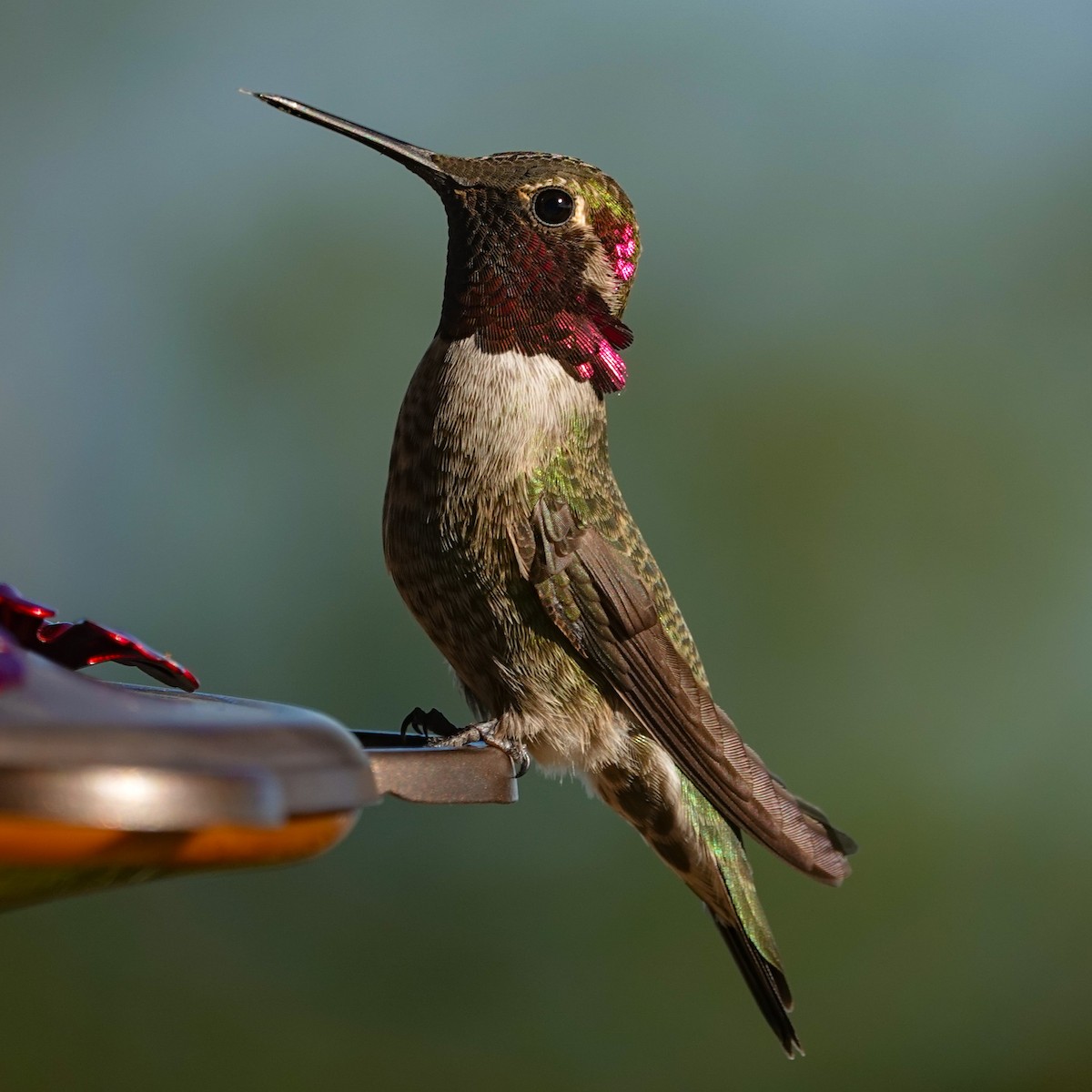 Anna's Hummingbird - ML644558916