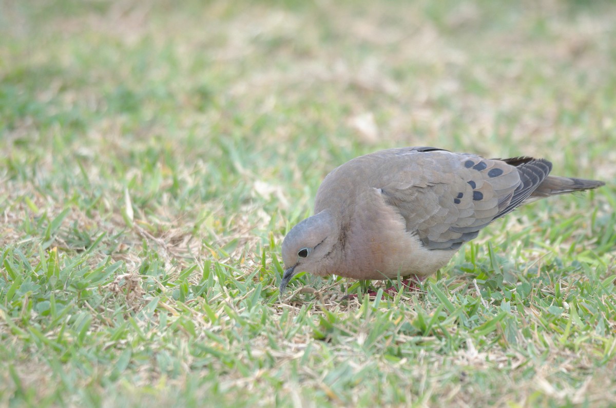 Zenaida belarriduna - ML644558919