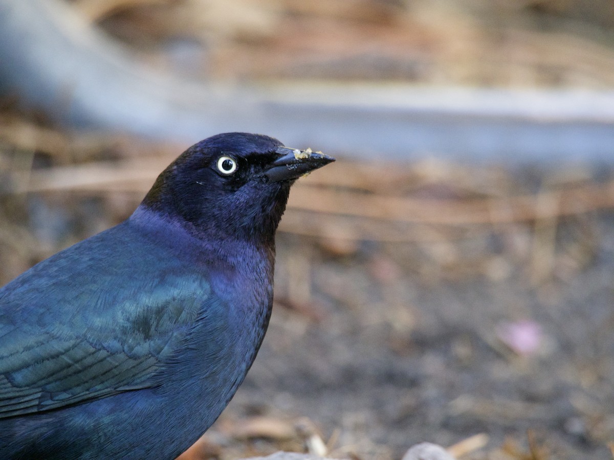 Brewer Karatavuğu - ML644558921