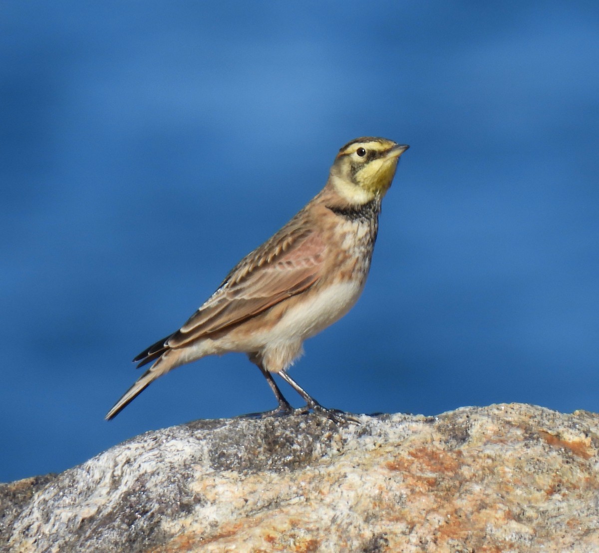 Жайворонок рогатий - ML644558923