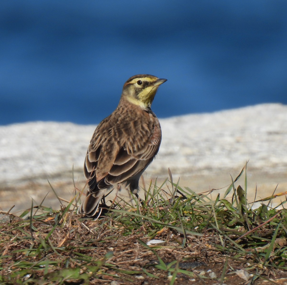 Жайворонок рогатий - ML644558930