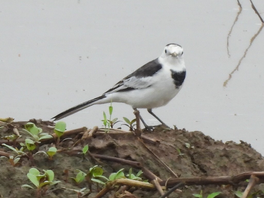 Bergeronnette grise - ML644558931