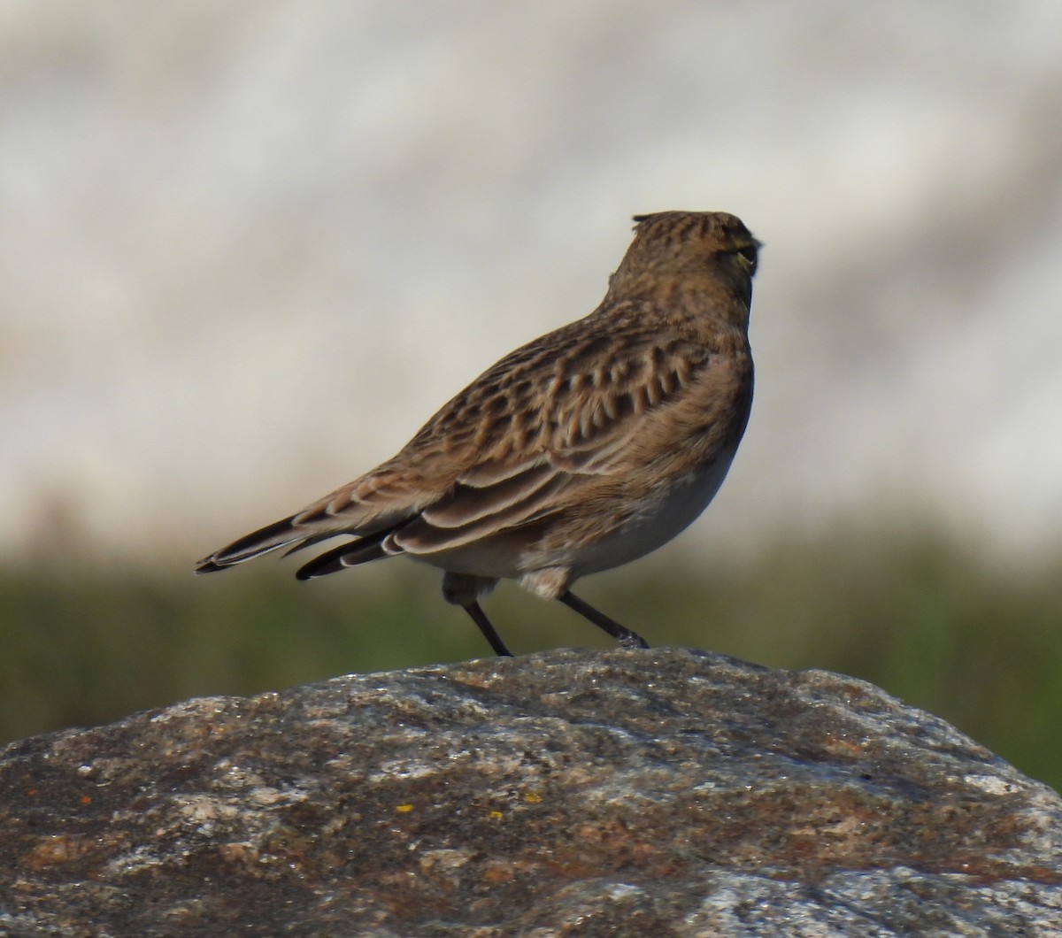 Жайворонок рогатий - ML644558933