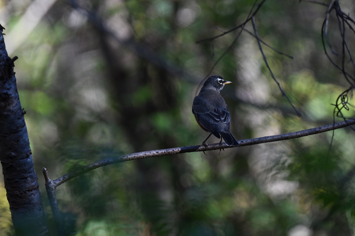 קיכלי נודד - ML644558934