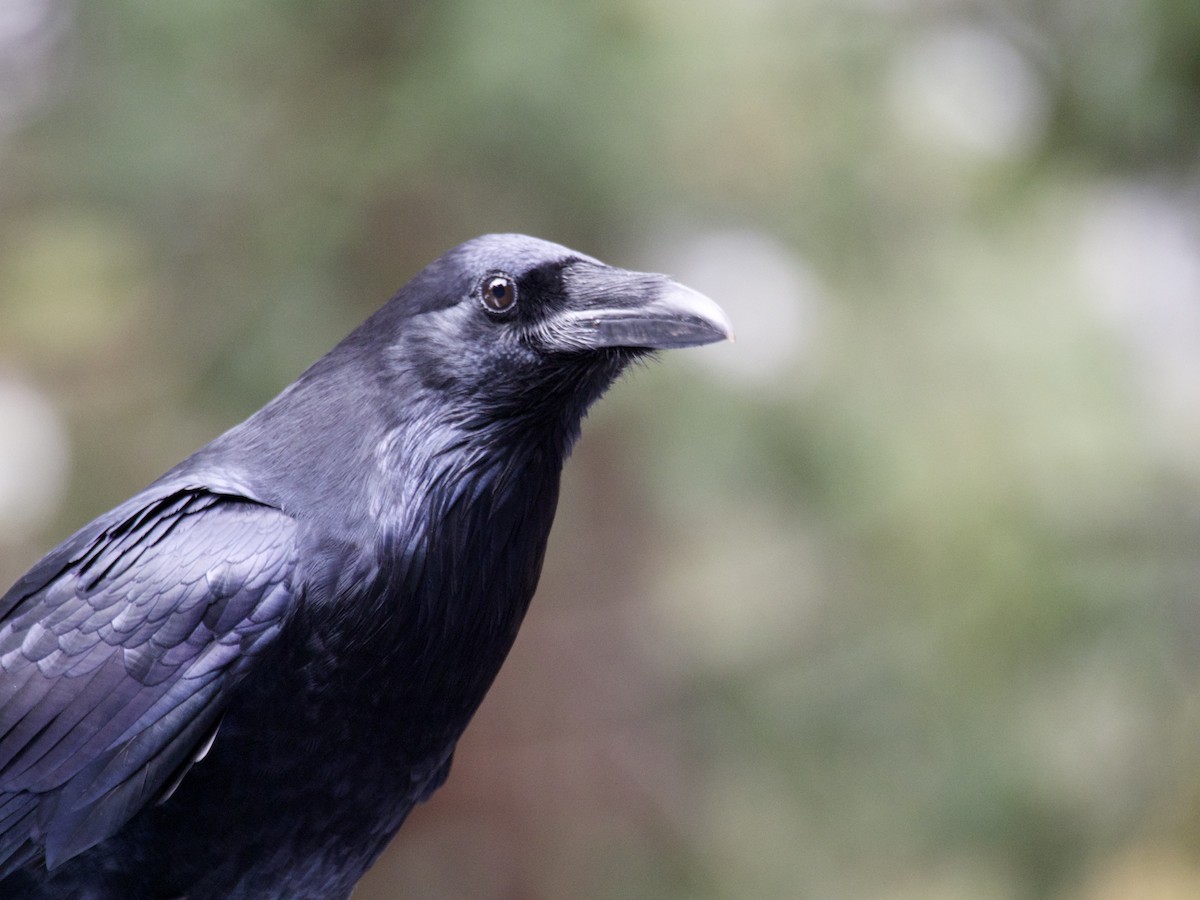 Common Raven - ML644558942