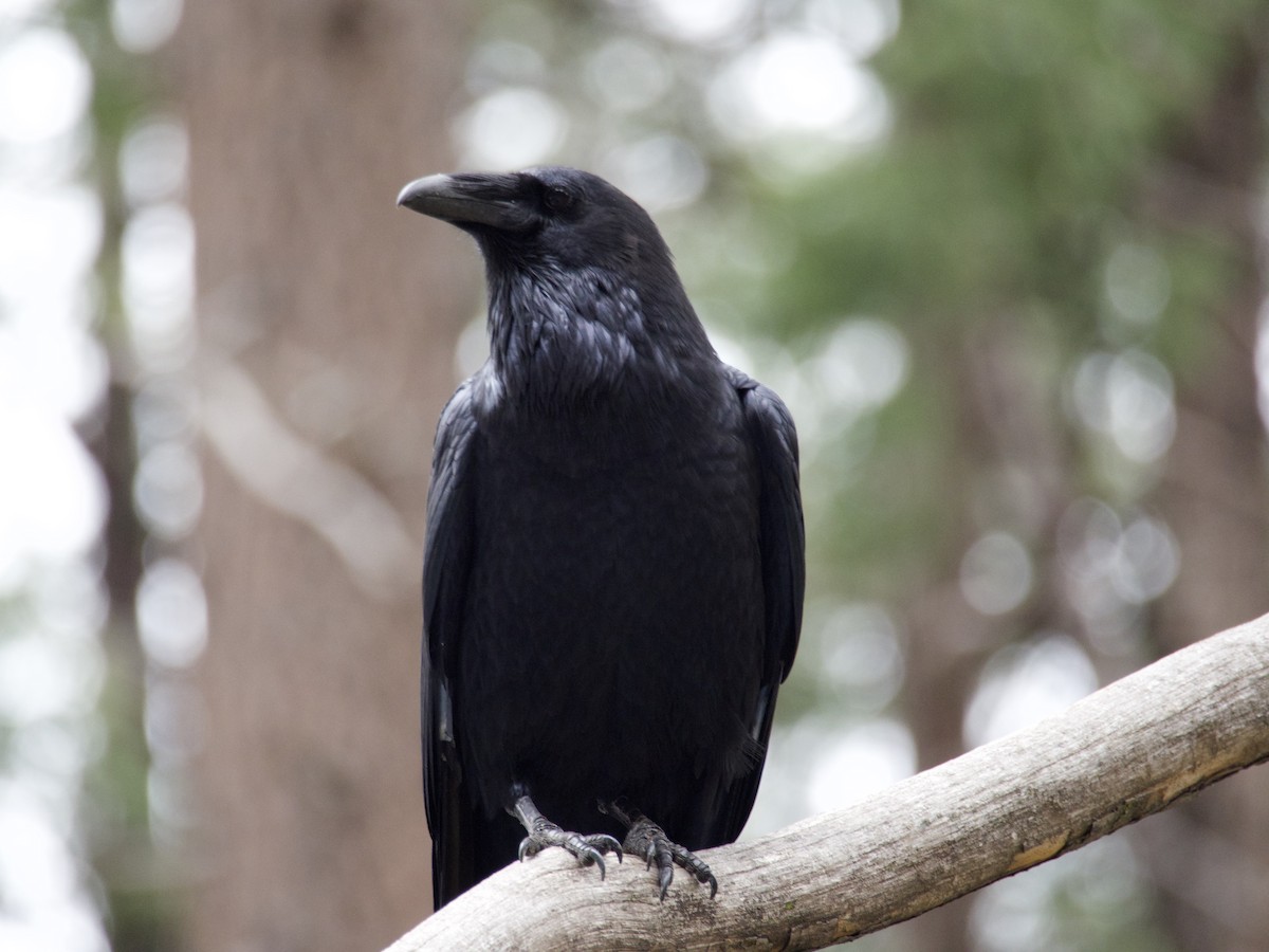 Common Raven - ML644558947