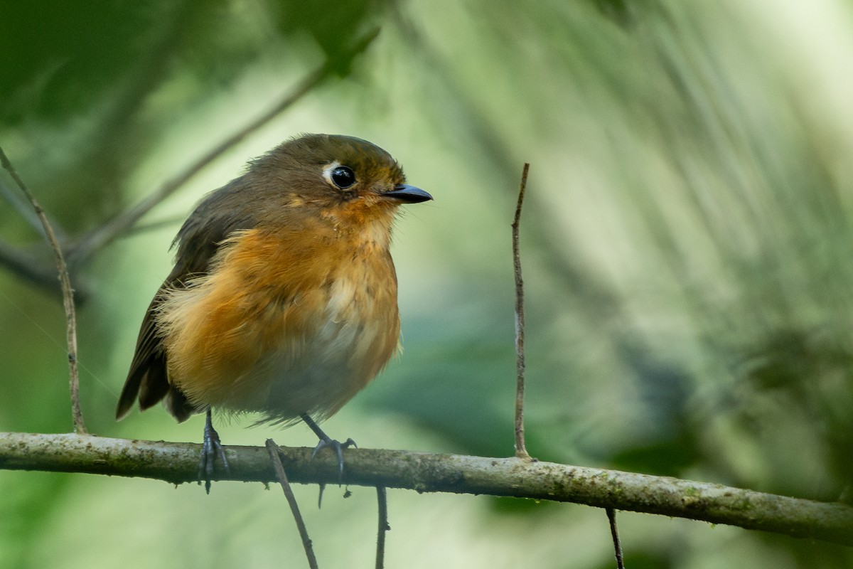 Leymebamba Antpitta - ML644558951