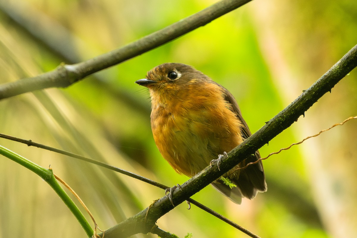 Leymebamba Antpitta - ML644558952