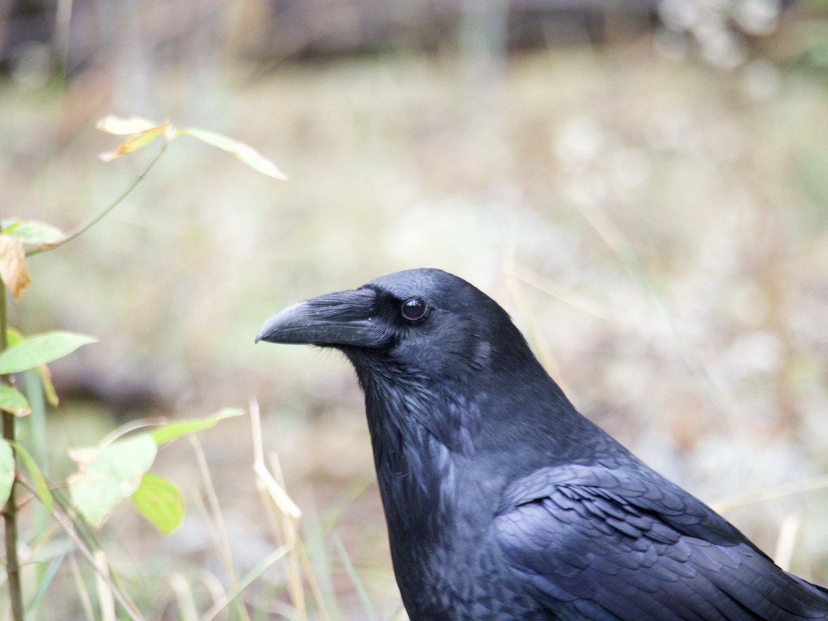 Common Raven - ML644558953